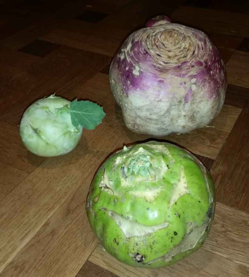 Kohlrabi_3erlei