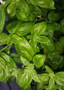 Basilikum02