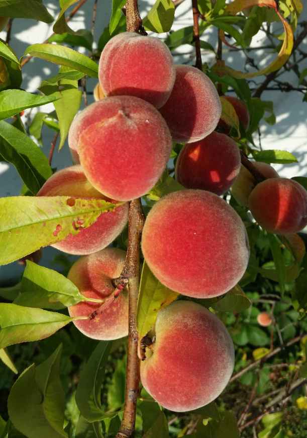 Pfirsich06