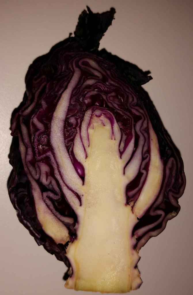 Rotkohl_Engel02